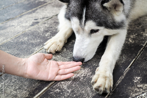 Obraz na plátně Young Husky Siberian dog sniffing at human hands