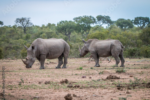 Two White rhinos standing in the dirt.