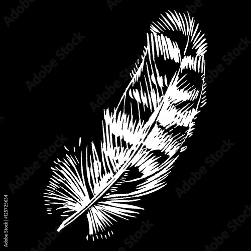Hand-drawn vector feather, ink handpicked