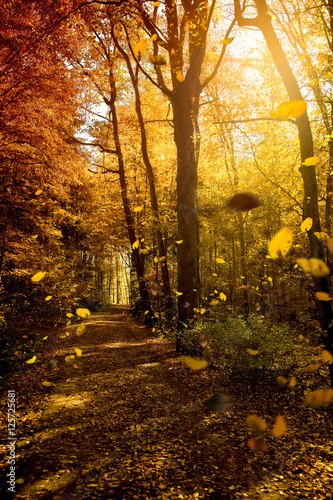 Fallende Blätter - Herbstwald