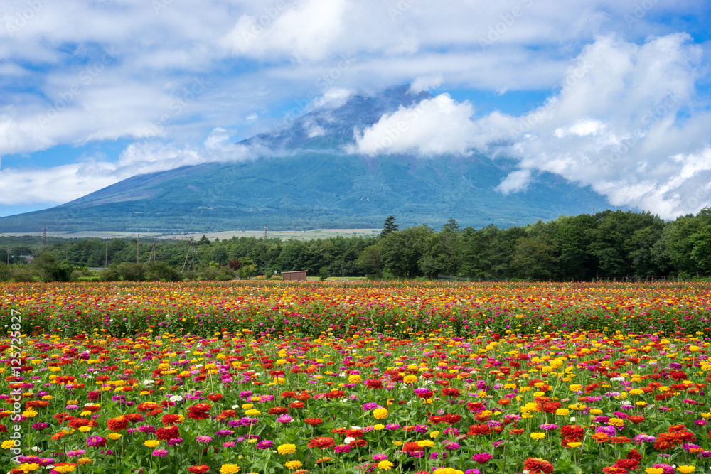富士山と花畑（日本・静岡・山形）