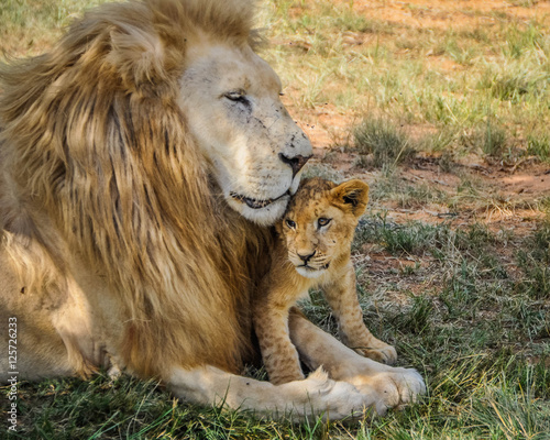 Lion 