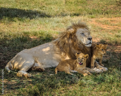 Wallpaper Mural Lion  Torontodigital.ca