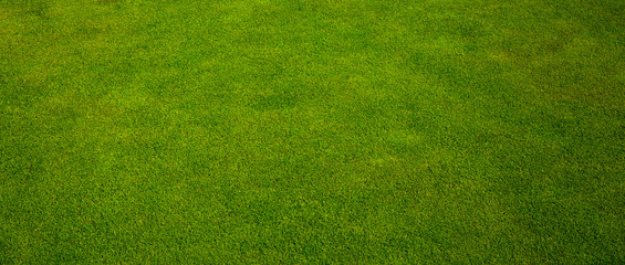 Green grass texture from a golf course