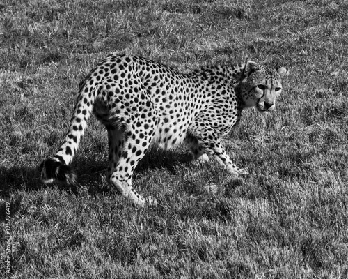 Cheetah