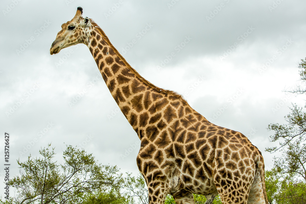 Afrika/Africa National Park Afrika/Africa National Park