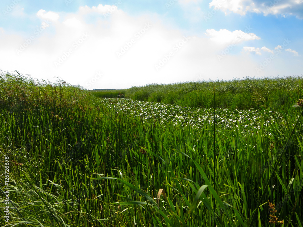 Dnieper marshes not far from Kremenchuk