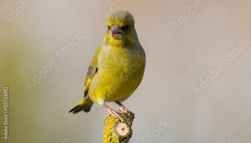 European Greenfinch