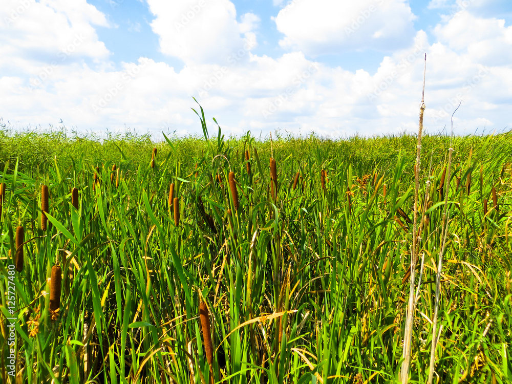 Obraz premium Mature flower spike of the reed plant