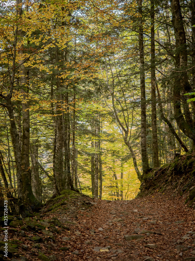 Pathway in the autumn forest Pathway in the autumn forest