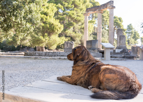 dog in Olympia - Greece photo