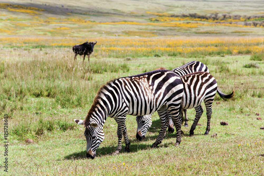 Zebra grazing in the flowering savannah at Ngorongoro Crater Conservation Area, Tanzania. East Africa Zebra grazing in the flowering savannah at Ngorongoro Crater Conservation Area, Tanzania. East Africa