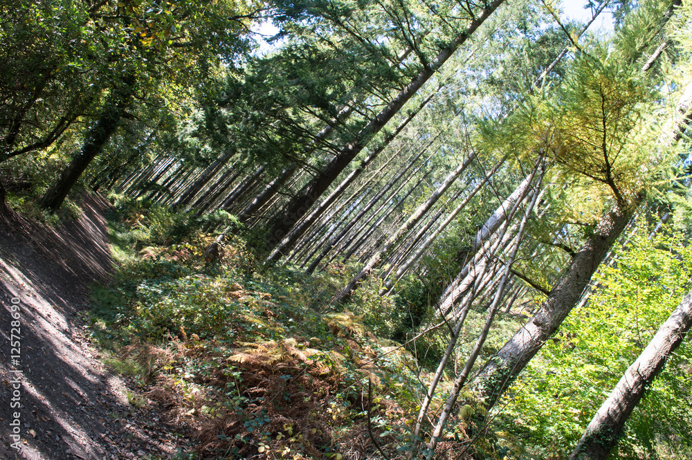 Naklejka premium Woodland forest path