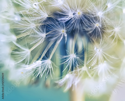 close-up of dandelion fluff. Art photo. Pastel gentle tone, blur, calm tones. soft focus.
