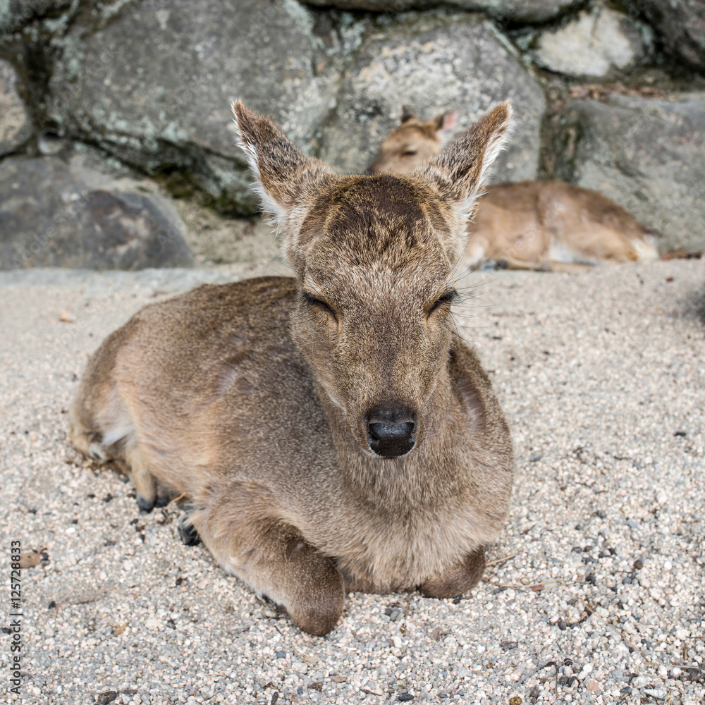 Fototapeta premium Deer grazing in Miyajima island, Hiroshima, Japan
