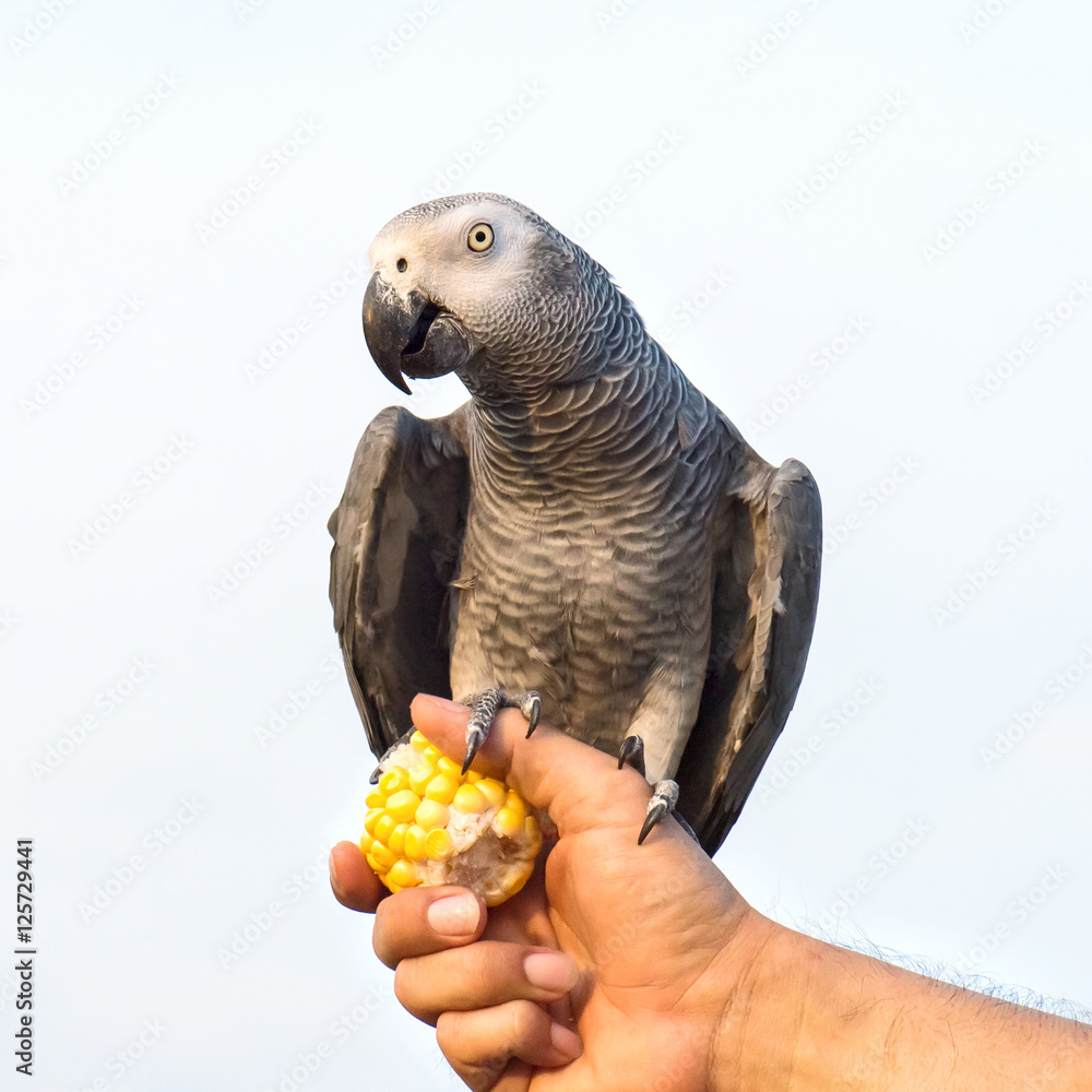 Obraz premium African Grey Parrot