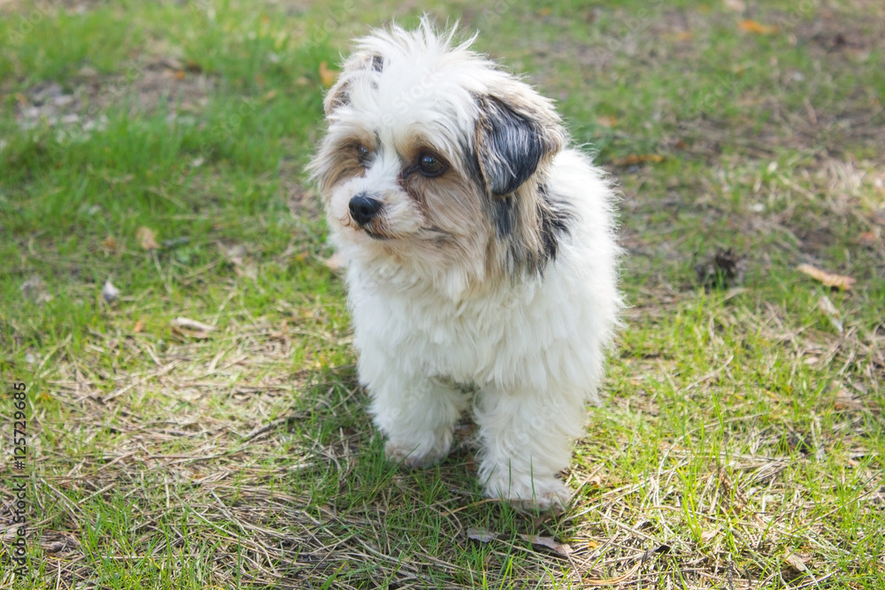 Biewer yorkshire terrier