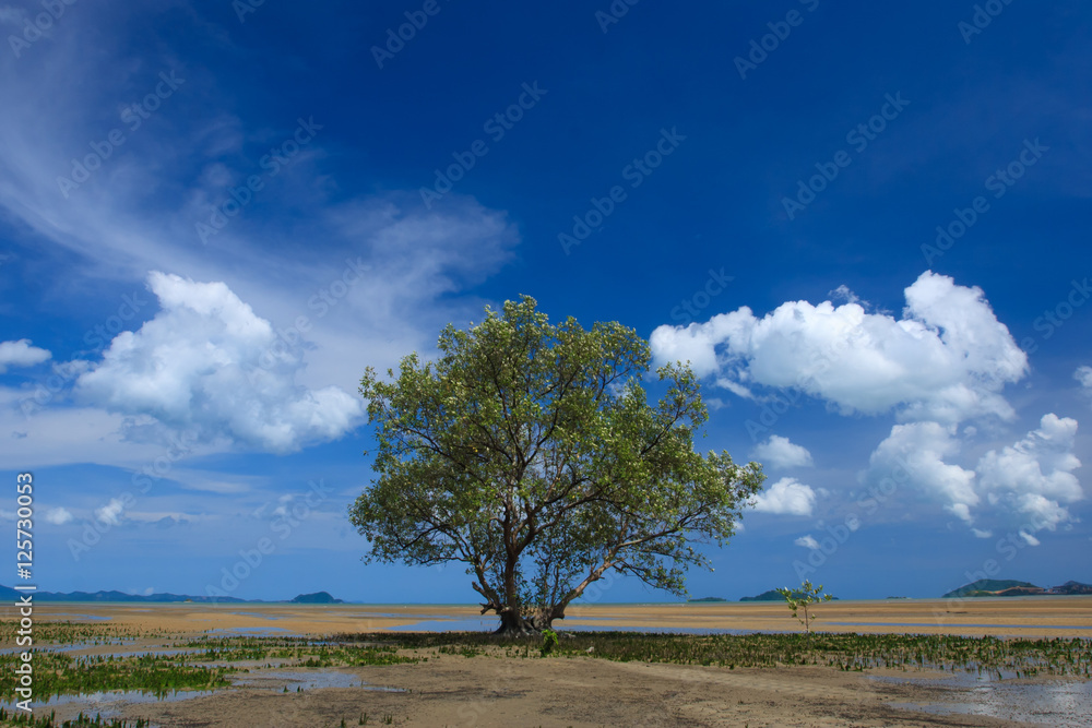 Tropical Mangroves with beatiful sky