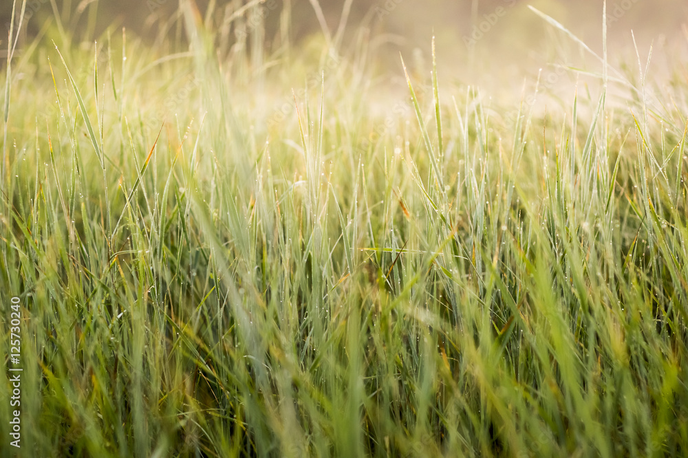 Fototapeta premium Green grass with morning dew