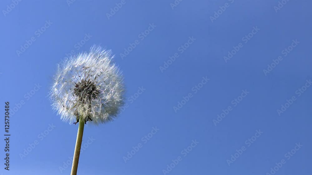 Common Dandelion, taraxacum officinale, seeds from 'clocks' being blown and dispersed by wind against blue Sky, Slow motion Common Dandelion, taraxacum officinale, seeds from 'clocks' being blown and dispersed by wind against blue Sky, Slow motion