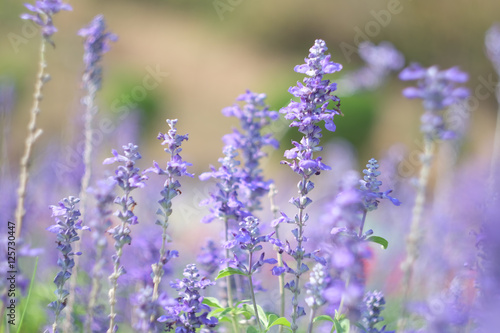 Background   flowers in soft and blur style.