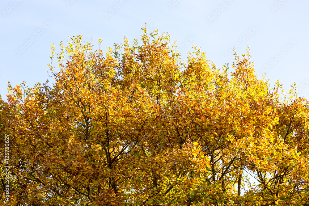 Fototapeta premium Laubbäume