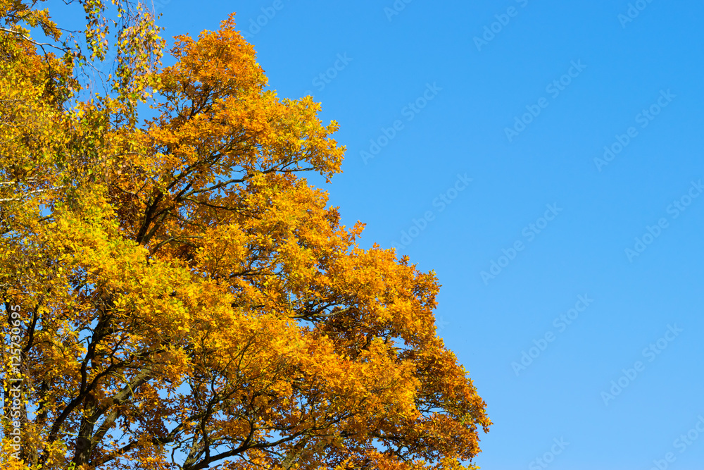 Sehr schöne Baumkrone in sonniger Lichtstimmung Sehr schöne Baumkrone in sonniger Lichtstimmung