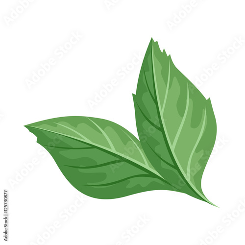 Green Leaf Vector Illustration in Flat Design