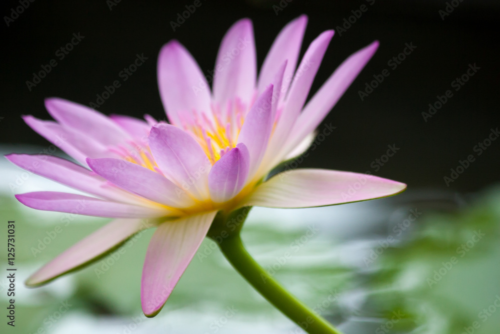 close up of beautiful pink lotus flower close up of beautiful pink lotus flower