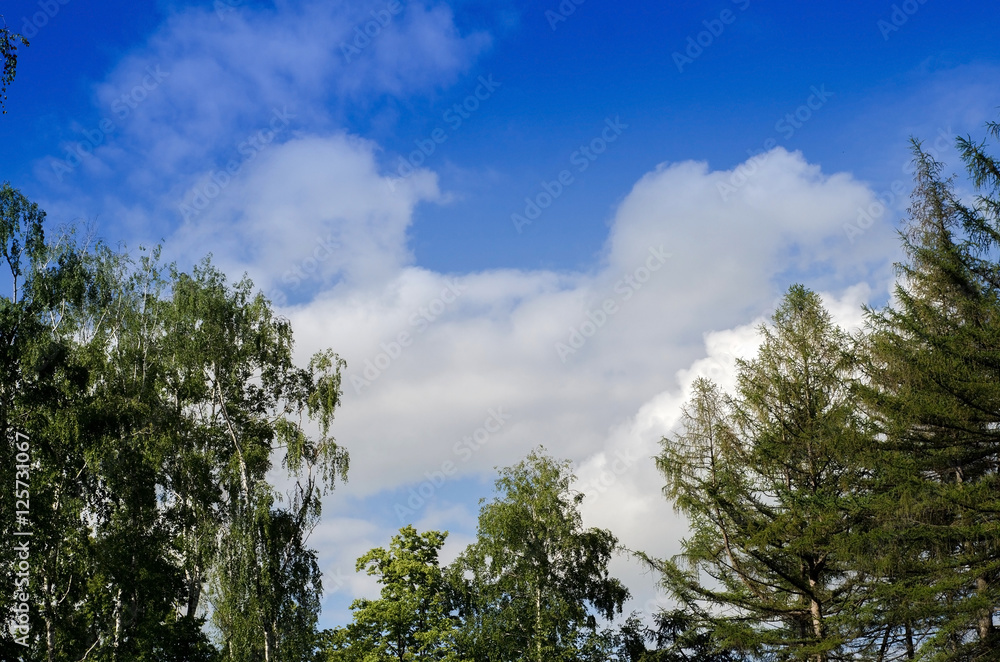 View to the trees in the park