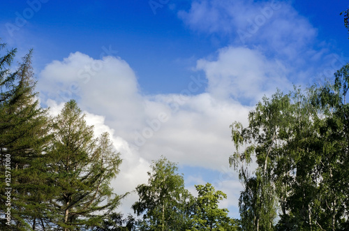 View to the trees in the park