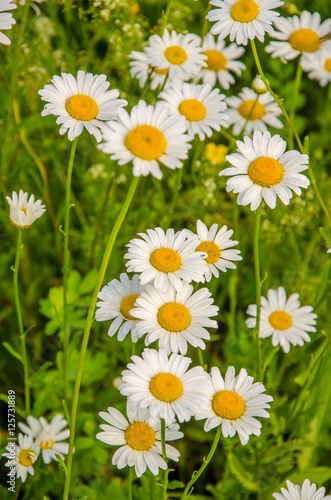 daisy flowers on a summer morning © efimenkoalex