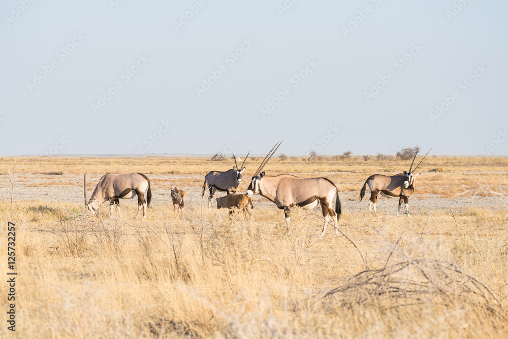 Naklejka premium Herd of Oryx grazing in the bush. Wildlife Safari in the Etosha National Park, majestic travel destination in Namibia, Africa.
