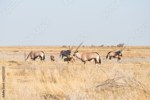 Herd of Oryx grazing in the bush. Wildlife Safari in the Etosha National Park, majestic travel destination in Namibia, Africa.