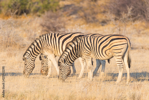 Herd of Zebras grazing in the bush. Glowing warm sunset light. Wildlife Safari in the african national parks and wildlife reserves.