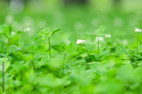 Green vegetation 
