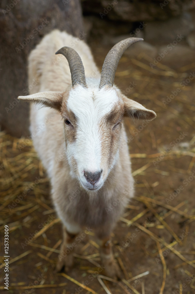 Beautiful portrait of the smiling goat