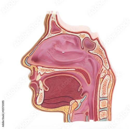 Anatomy model of human head