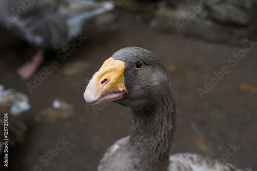 Beautiful portrait of the grey goose
