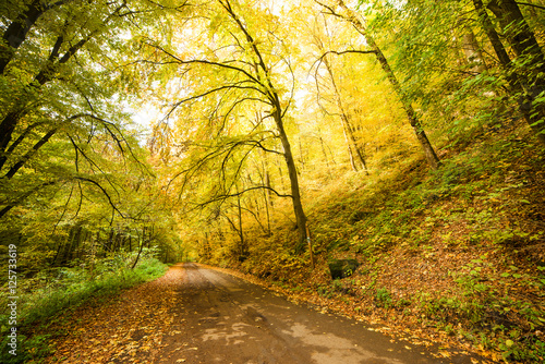 Road in the autumnal forest.