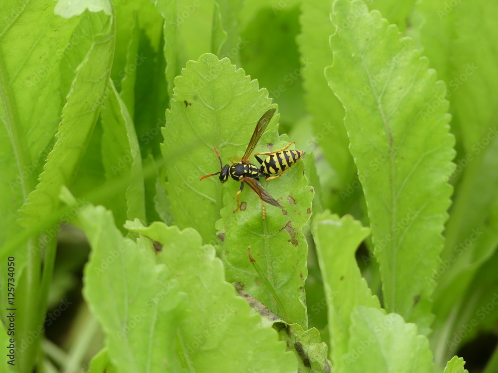 Fototapeta premium Wasp