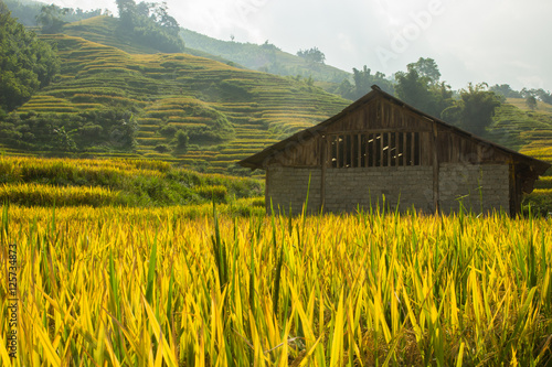 Cottage and yellow rice terrace ,Vietnam.