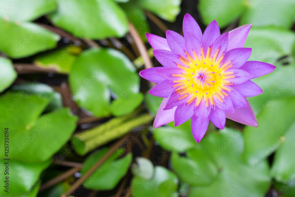 Colorful purple water lily with green background. Colorful purple water lily with green background.
