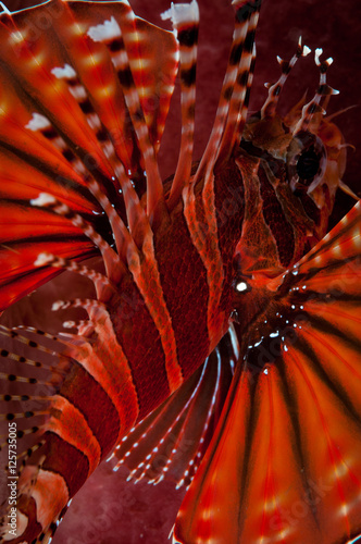 The colours in the fins of a Spotfin lionfish (Pterois antennata), TK2 divesite, Lembeh Straits, North Sulawesi, Indonesia photo