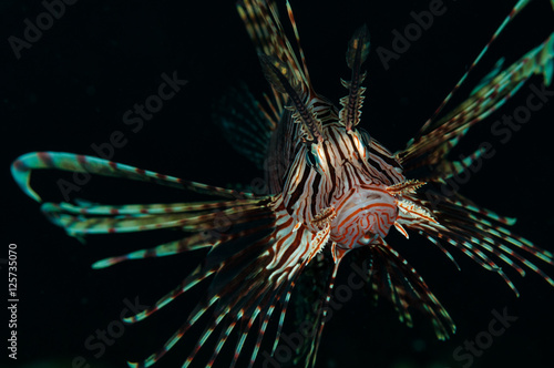 Common lionfish (Pterois volitans) spreads its fins and spines, Lembeh Straits, Indonesia