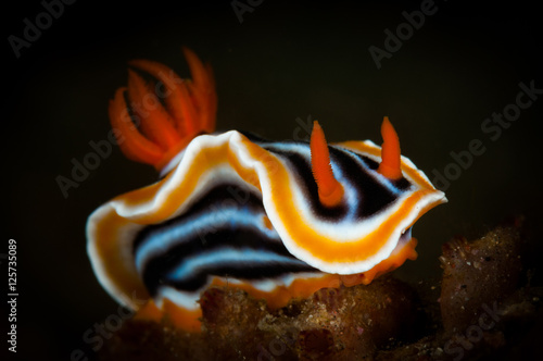 Chromodoris magnifica nudibranc on the Makawide 2 dive site, Lembeh Straits, North Sulawesi, Indonesia