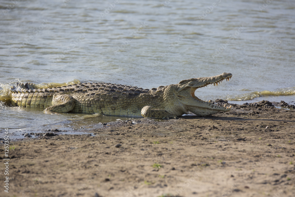 Naklejka premium Portrait of african crocodile near river shore
