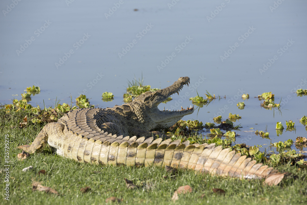 Naklejka premium Portrait of african crocodile near river shore