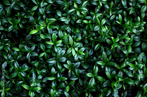 Close up of green hedge
