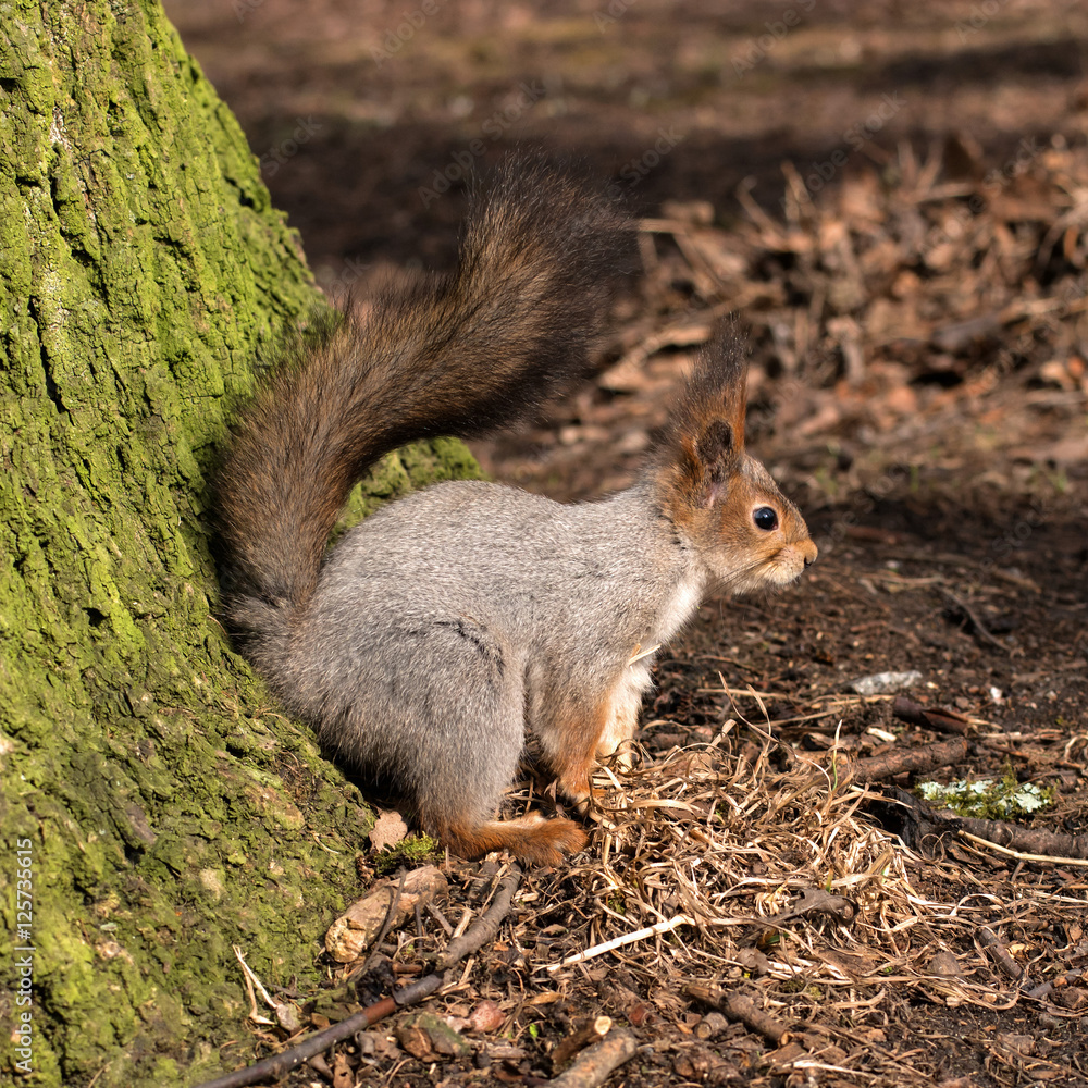 Squirrel with bushy tail on the earth. Close-up.